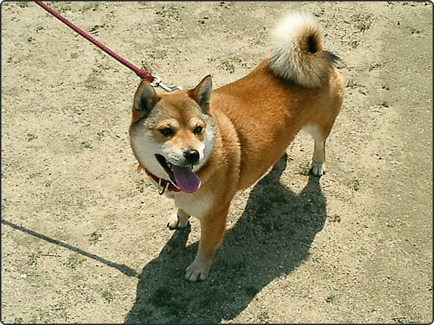 犬の散歩